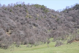 关山牧场