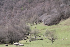 关山牧场