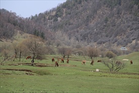 关山牧场