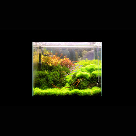 鱼缸造景