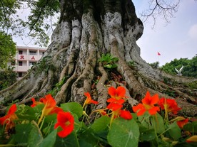 榕树树根