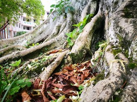 榕树树根