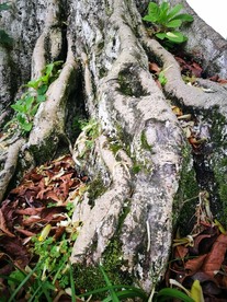 榕树树根