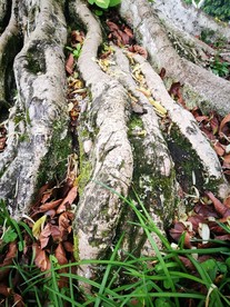 榕树树根