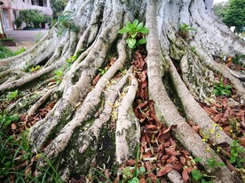 榕树树根