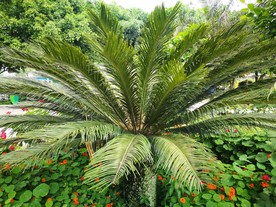 铁树