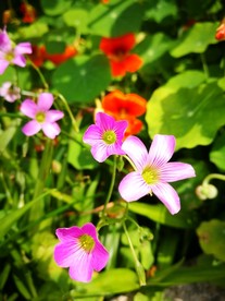 清新的鲜花