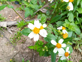小野菊