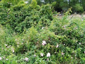 茉莉花花丛