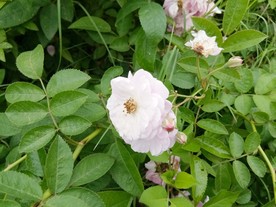 茉莉花花开