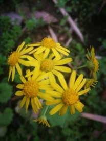 野菊花