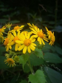 野菊花