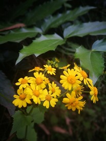 野菊花