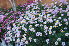 小菊花