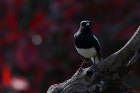 鹊鸲