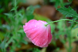 粉色小花
