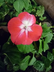小红花
