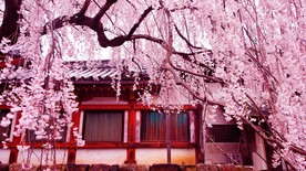 樱花树