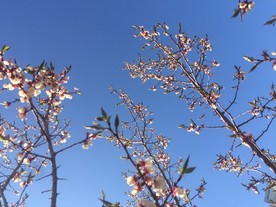 梅花