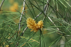 松树花