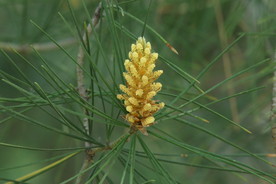 松树花 松枝 花儿 花草 植物