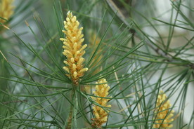松树花