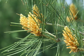 松树花