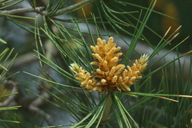 松树花 松枝 花儿 花草 植物