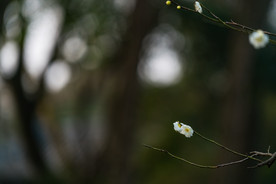 梅花