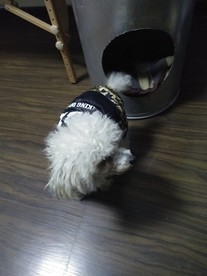 泰迪狗狗