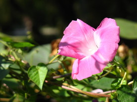 牵牛花 喇叭花