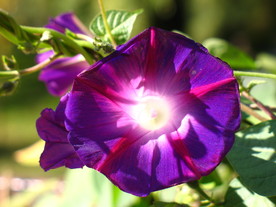 牵牛花