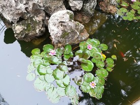 雨中睡莲
