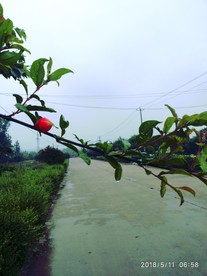 石榴花苞