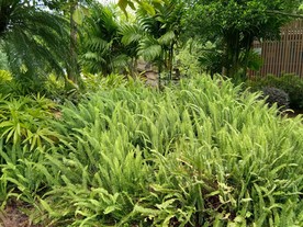 肾蕨