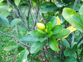 栀子花蕾