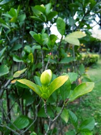 栀子花蕾