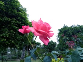 玫瑰花开