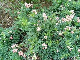 玫瑰花丛