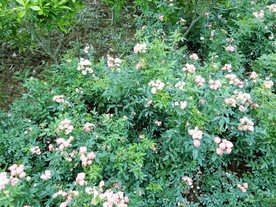 玫瑰花丛