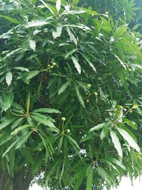 果树