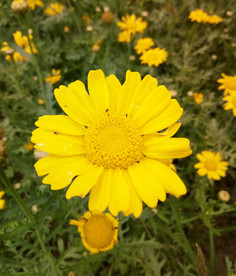 黄金菊