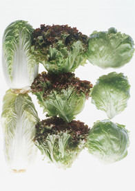 新鲜的蔬菜