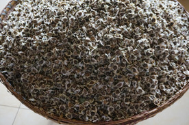 云南满泽辣木籽