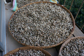 云南满泽辣木籽晒干