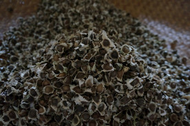 云南满泽辣木籽图片