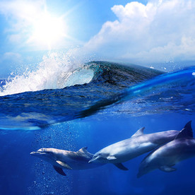 海豚