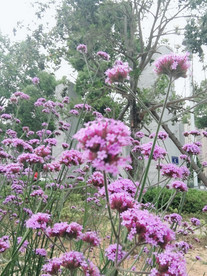 马鞭草 紫色小花