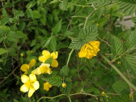 迎春花