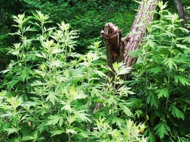 艾草